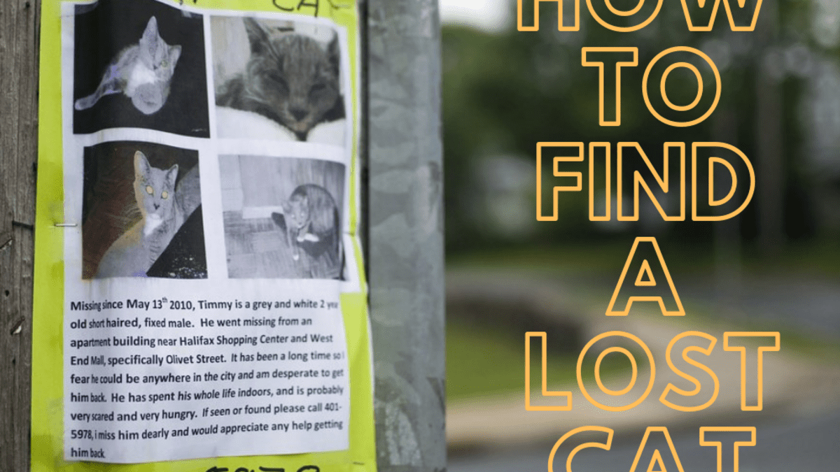 indoor outdoor cat missing