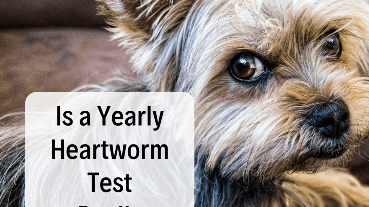 is heartworm treatment painful for the dog