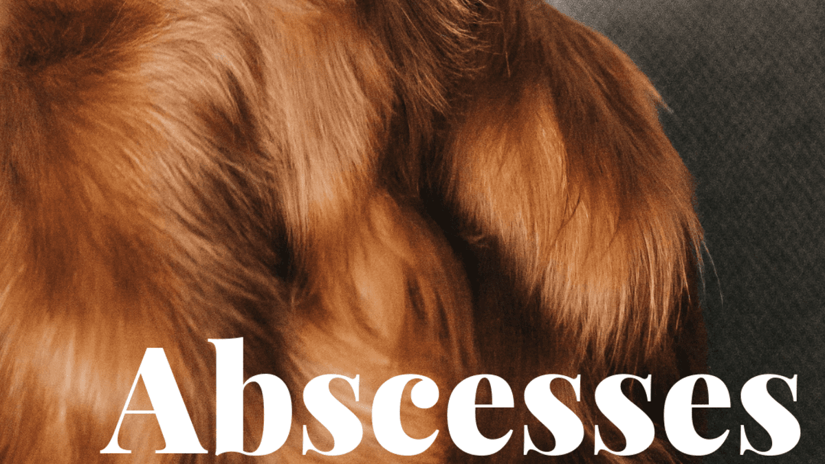 dog abscess healing time