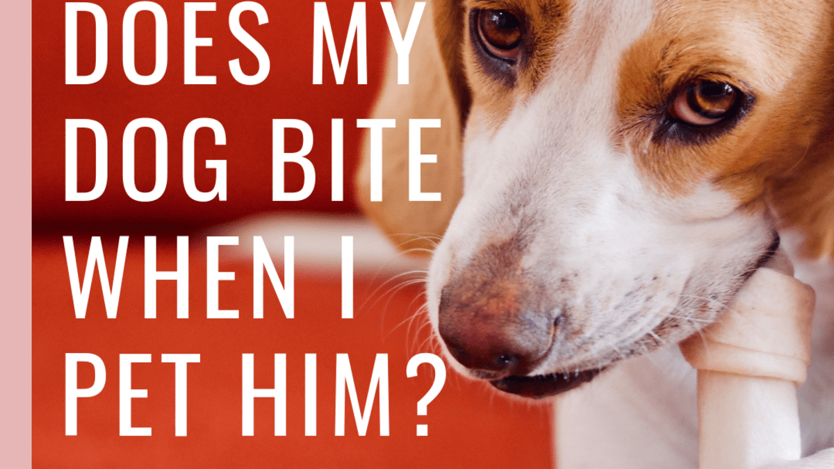 do dogs feel bad after they bite you