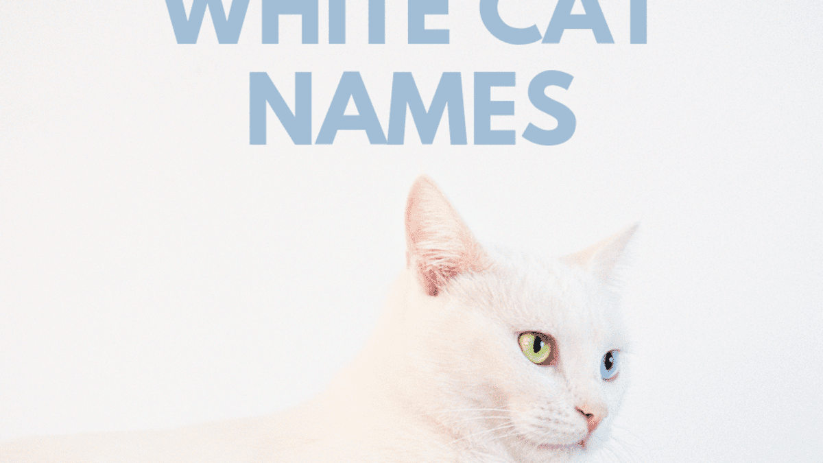 Game of thrones cat names