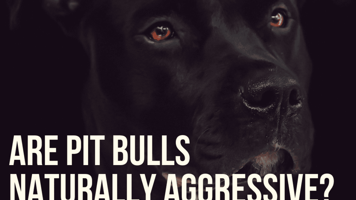 do pit bulls need a lot of attention