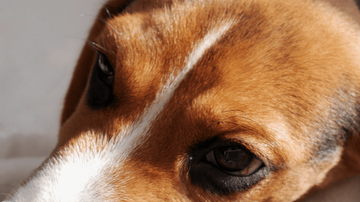 Can Monistat Treat Your Dog S Ear Infection Pethelpful