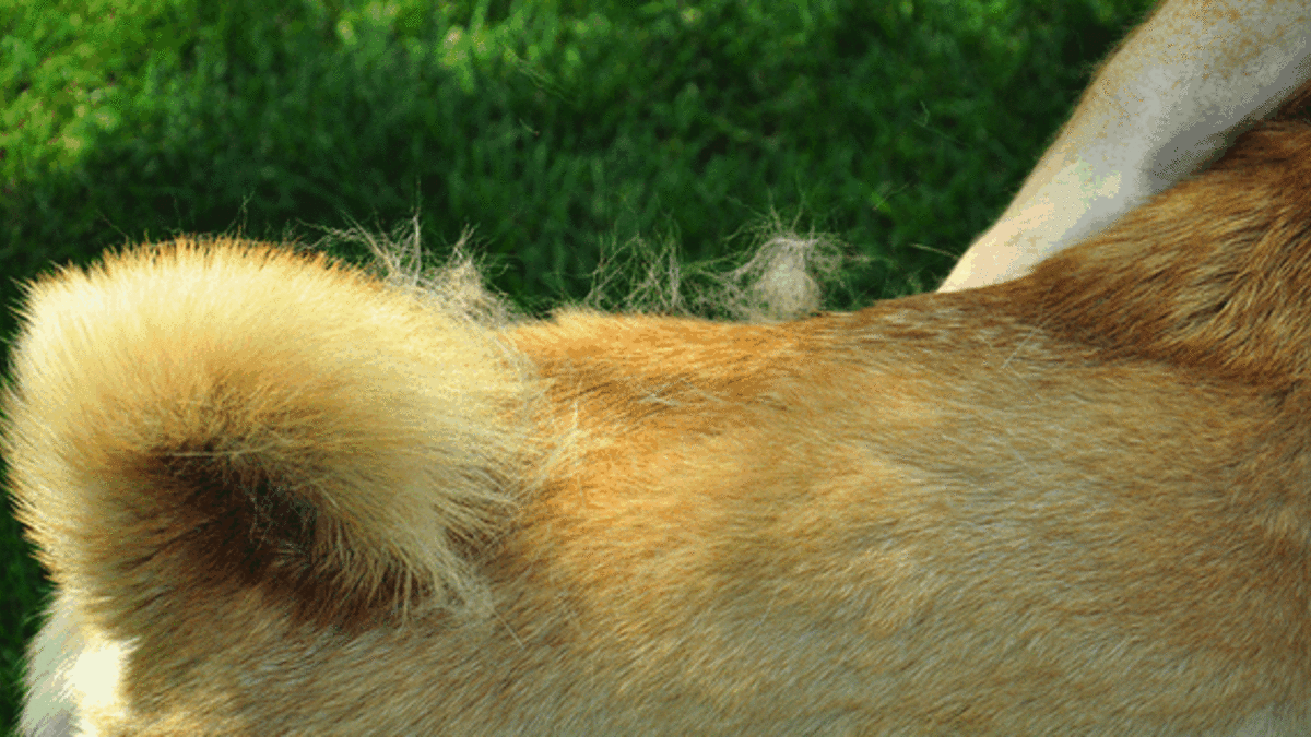 how can i help my dog from shedding
