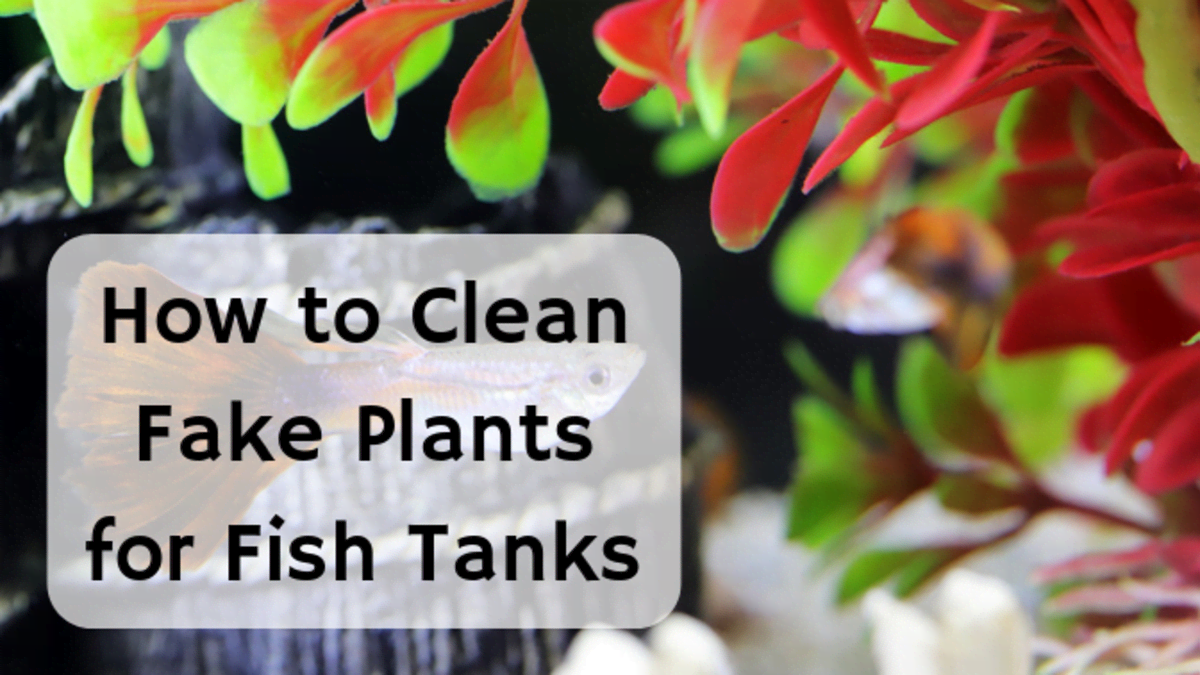 How To Wash Plastic Fish Tank Plants Cleaning Aquarium Decorations Pethelpful