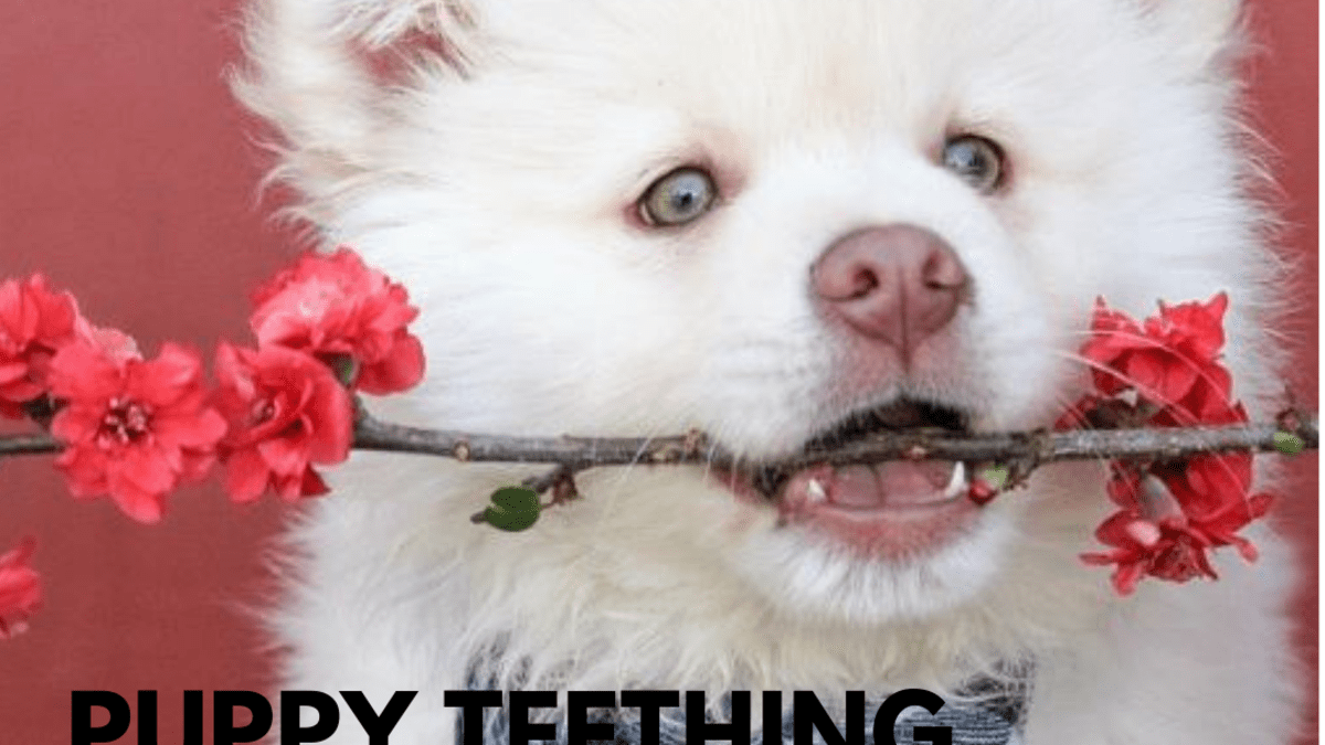 Understanding Puppy Teeth Stages - Pethelpful