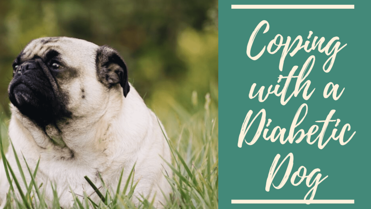 How To Cope With A Diabetic Dog Pethelpful