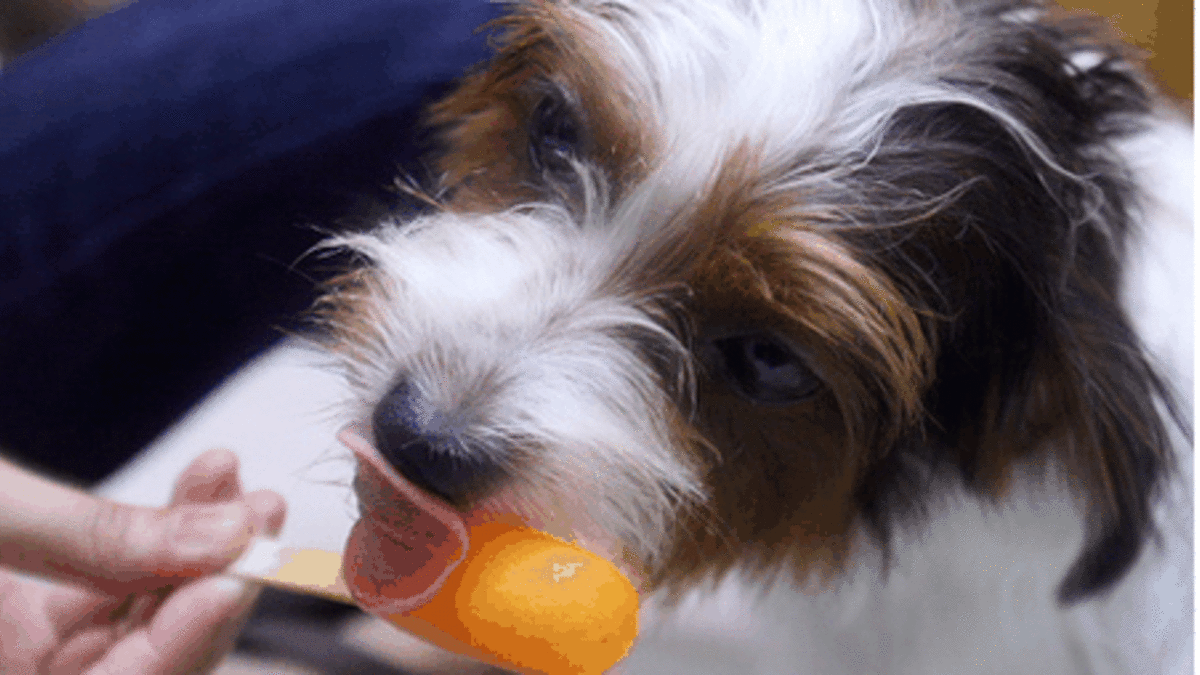 Pupsicles - Popsicles for Dogs - Vicky Barone