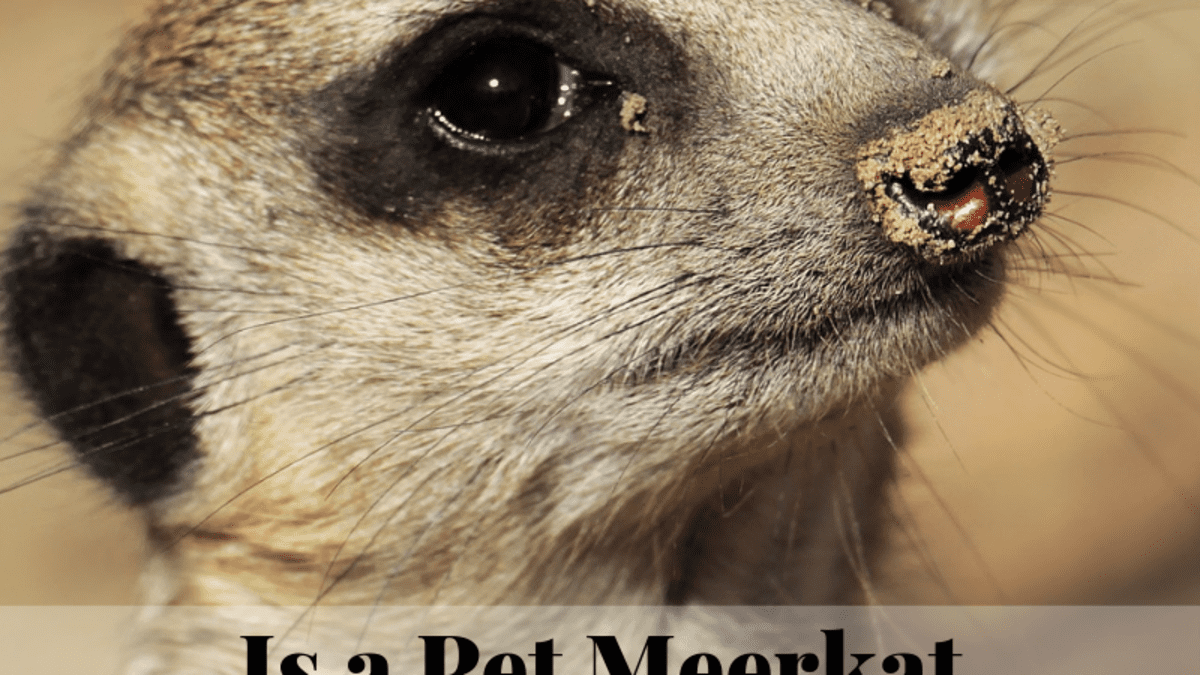 Meerkats as Pets: Ease of Care, Legality, & More - PetHelpful