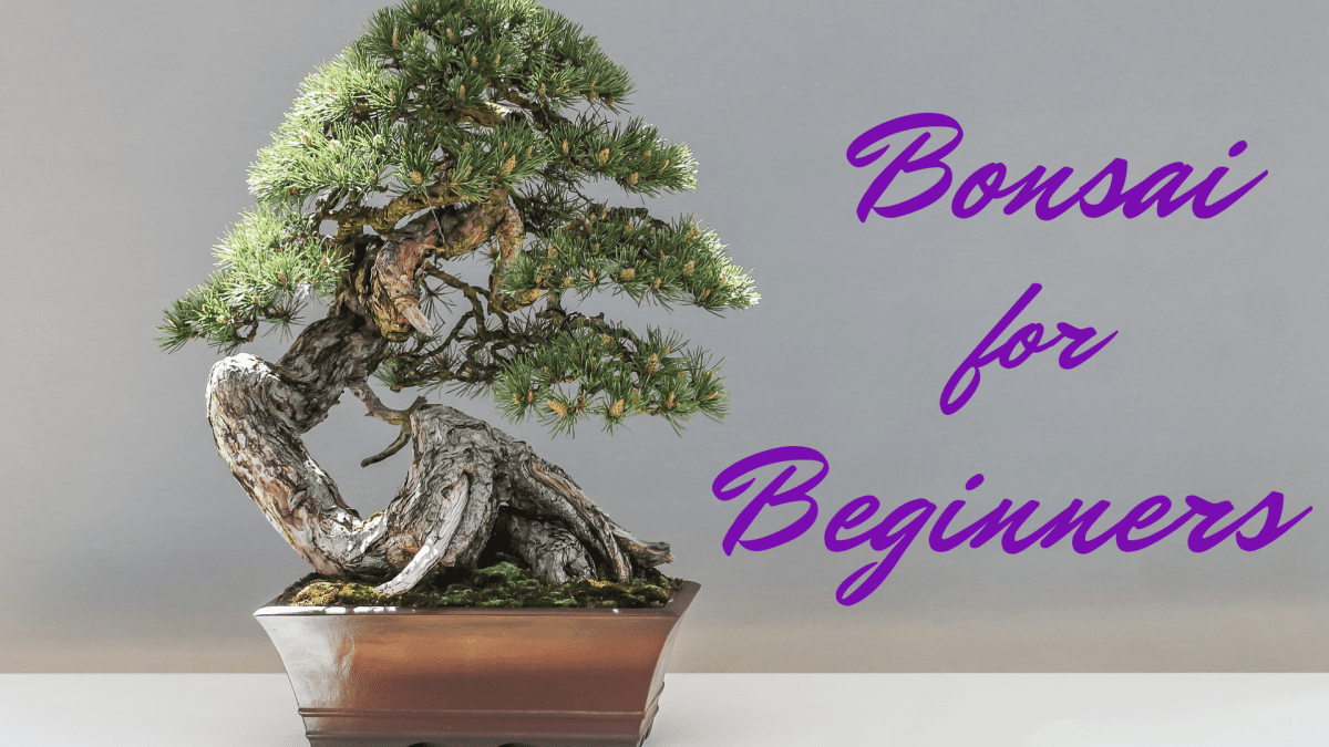 A Beginner S Guide To Bonsai Dengarden