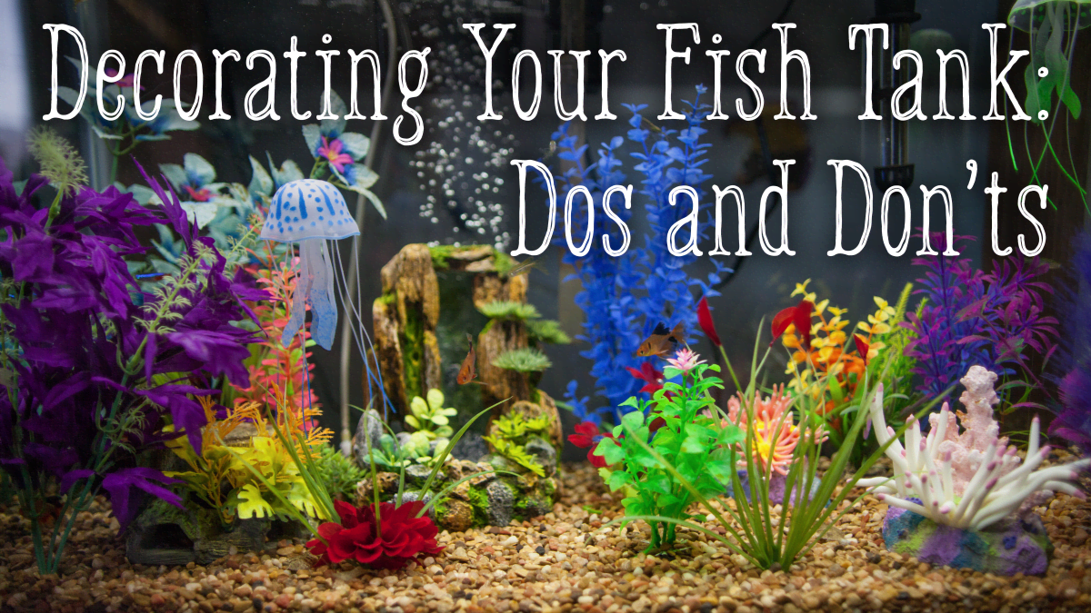 Huh gebed bouwer How to Decorate Your Fish Tank: Dos and Don'ts - PetHelpful