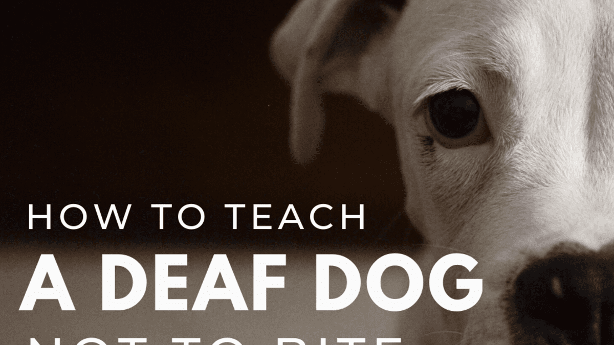 how do you punish a deaf dog