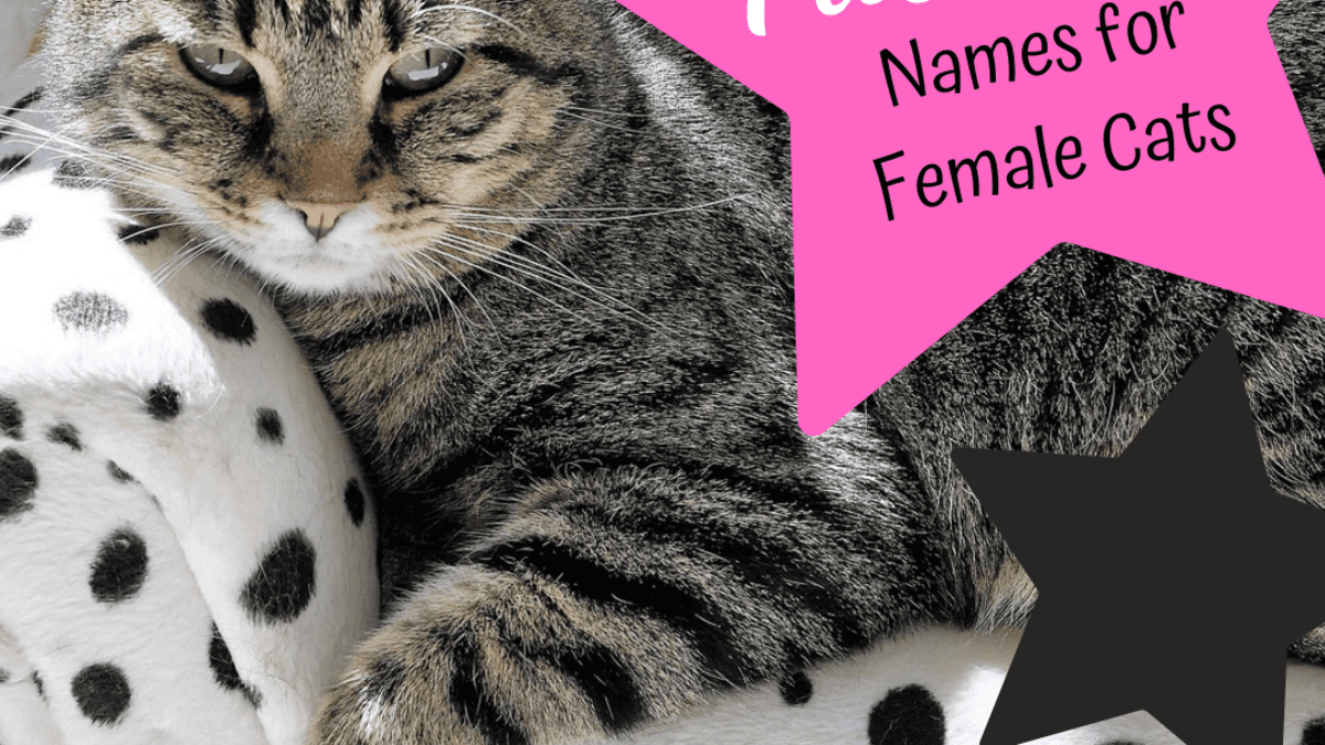 80 Fabulous And Majestic Female Cat Names Pethelpful