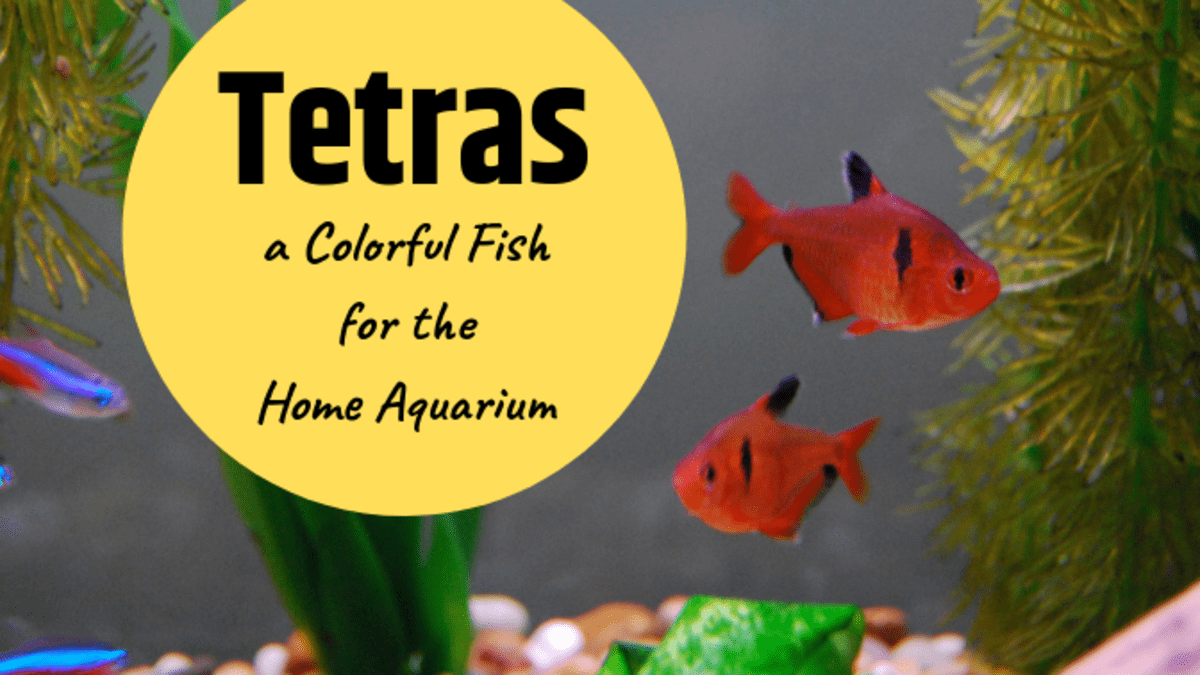 tetra tropical fish