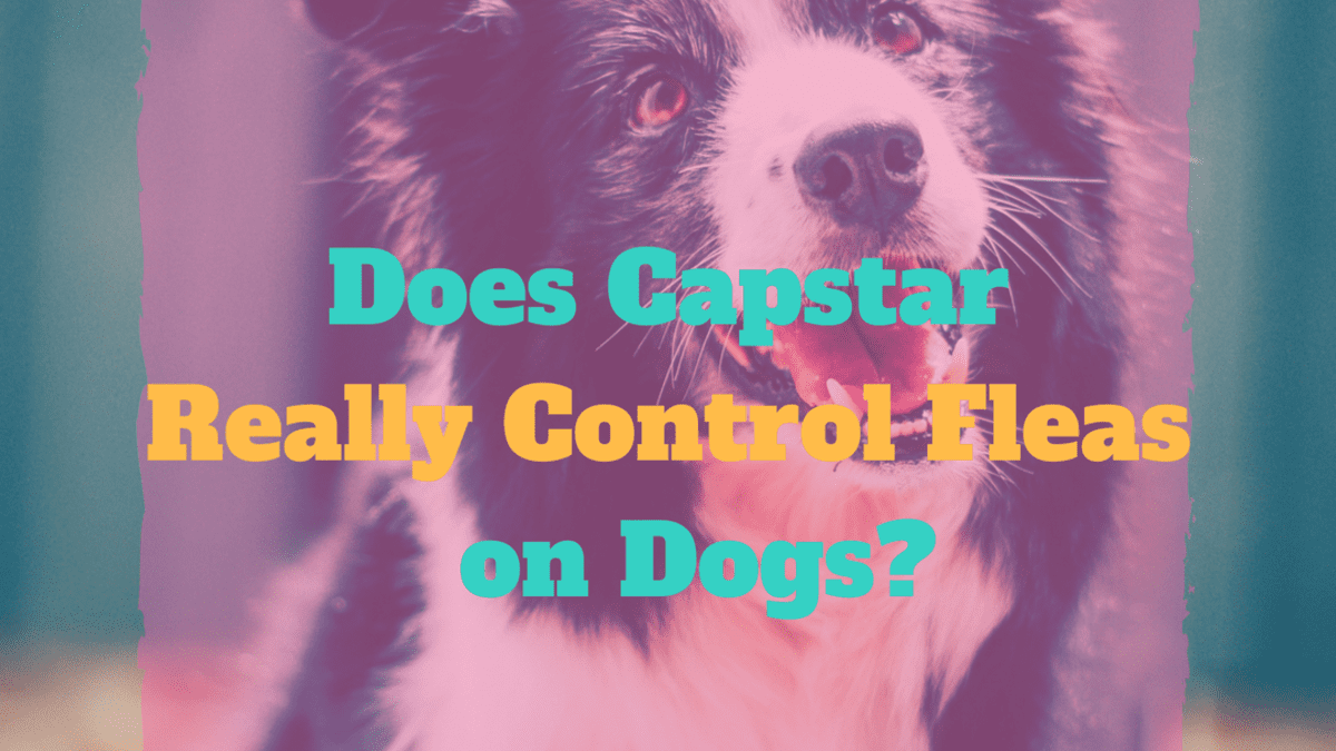 using capstar and frontline together