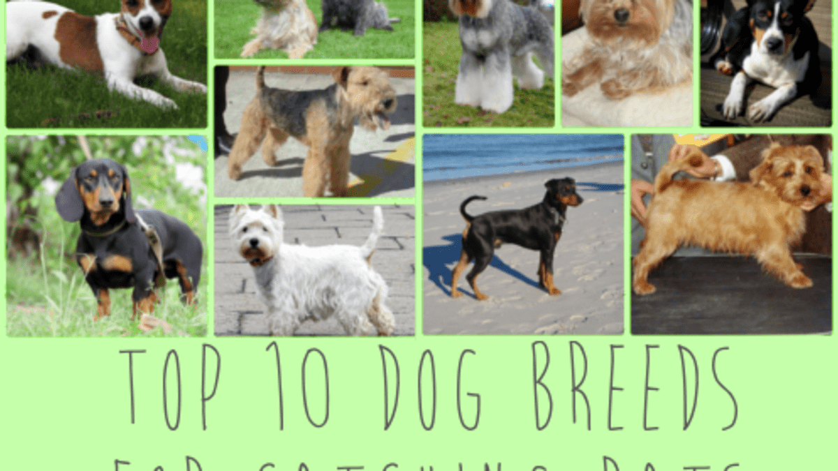 Top 10 Dog Breeds Ideal For Catching Rats Pethelpful