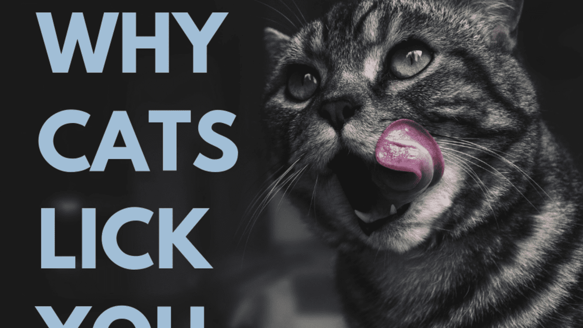 5 Reasons Why Cats Lick Their Owners