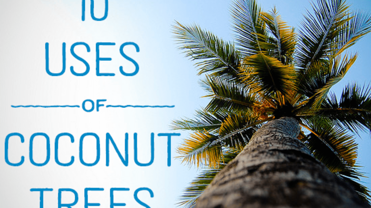 10 Uses Of Coconut Trees Dengarden Home And Garden