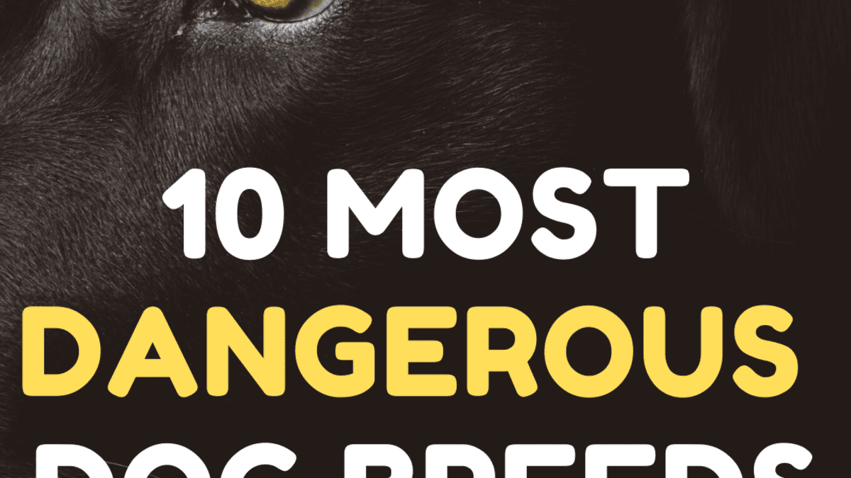most dangerous dogs