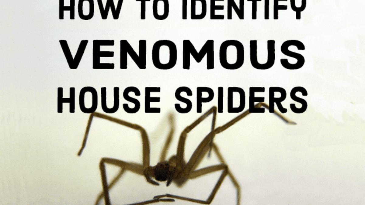 How to Identify Venomous House Spiders - Dengarden