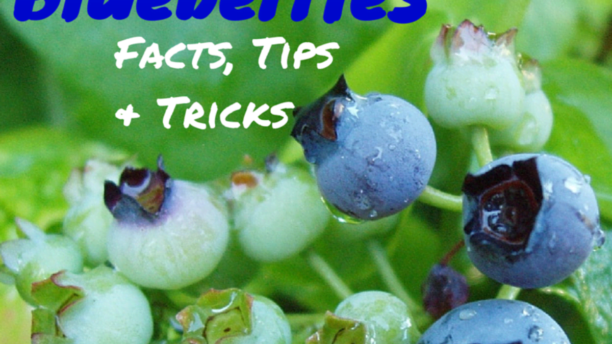How To Grow Blueberries Dengarden