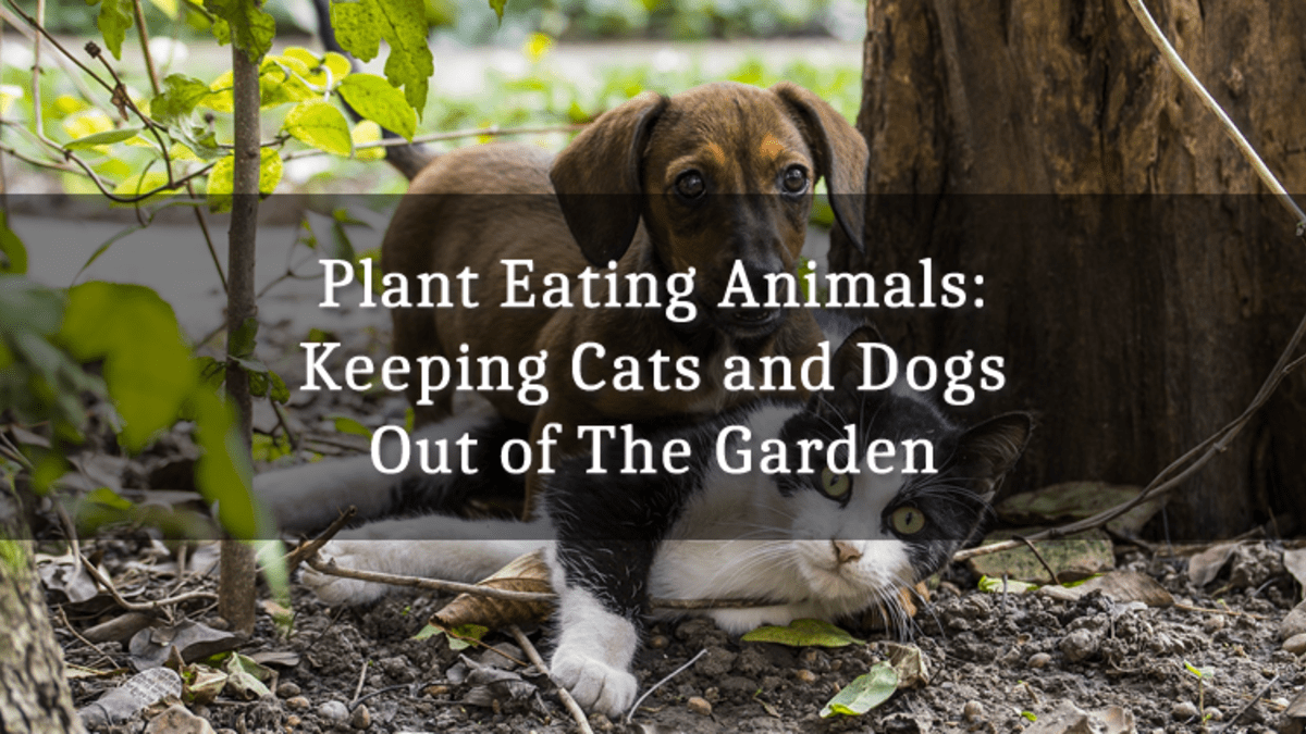 how can i keep cats out of my yard but keep dogs