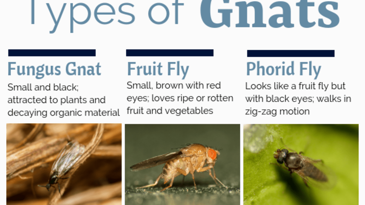 How to Get Rid of Gnats Outside  How to get rid of gnats, Gnats, The  outsiders