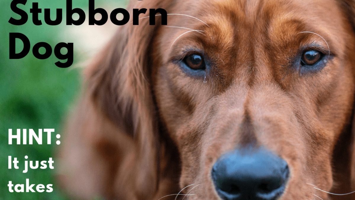 How To Train Stubborn Dogs And Strong Willed Puppies Pethelpful