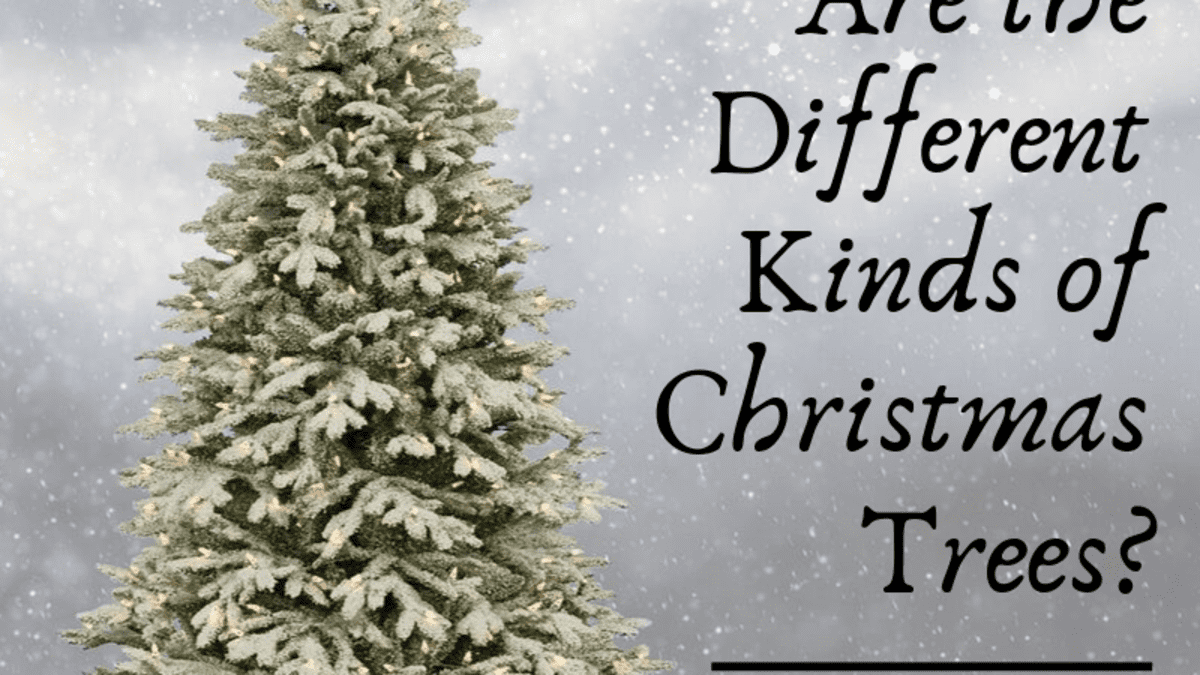 Types Of Christmas Trees - Holidappy