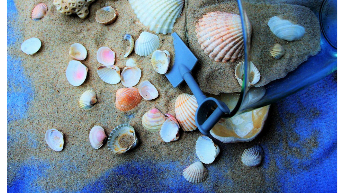 Group Of Sea Shells On Beach by Nine Ok