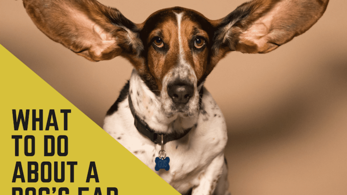 z bones pet mercantile