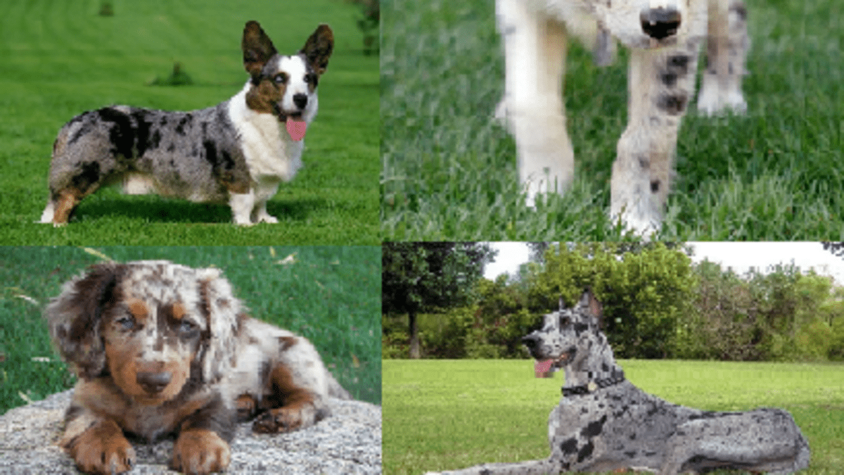 blue merle retriever