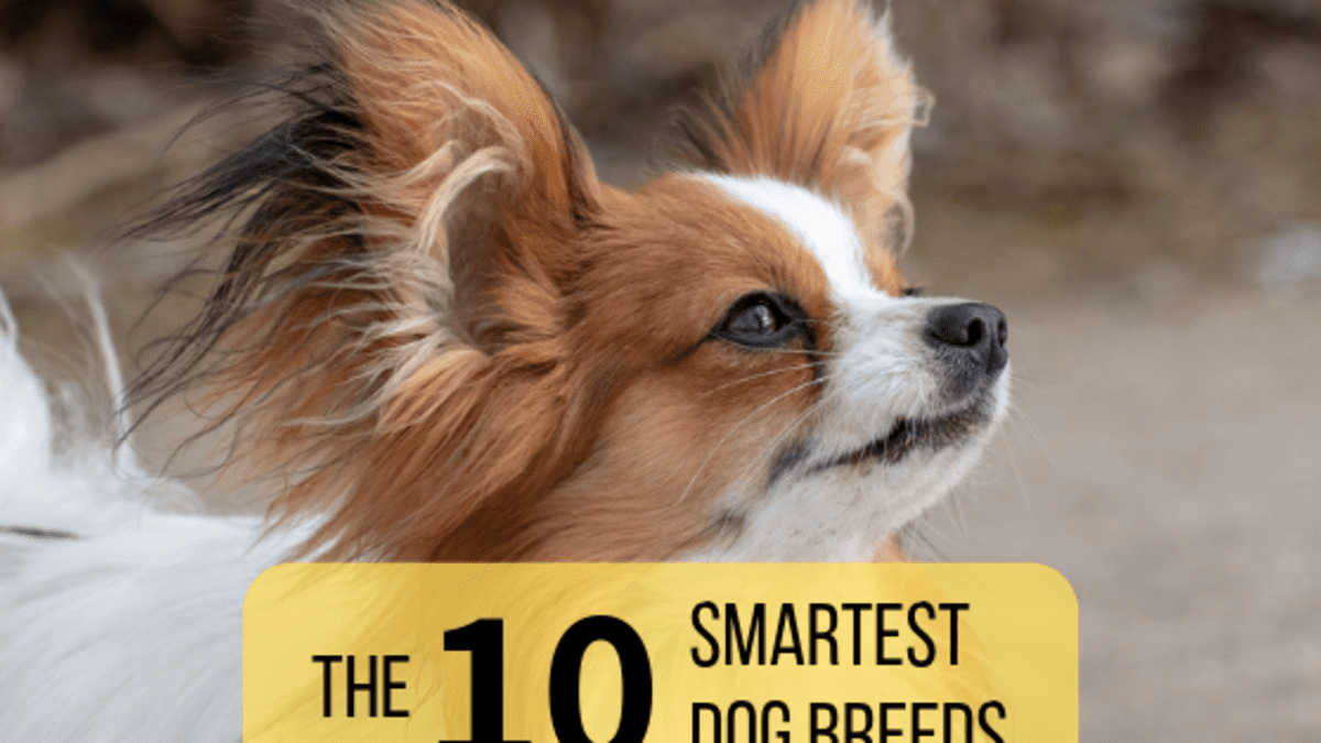 are new zealand heading dog the most intelligent dogs