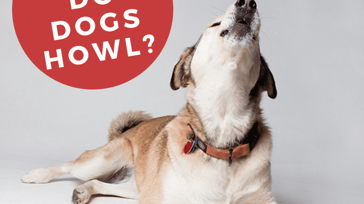 10 Reasons Why Dogs Howl - PetHelpful