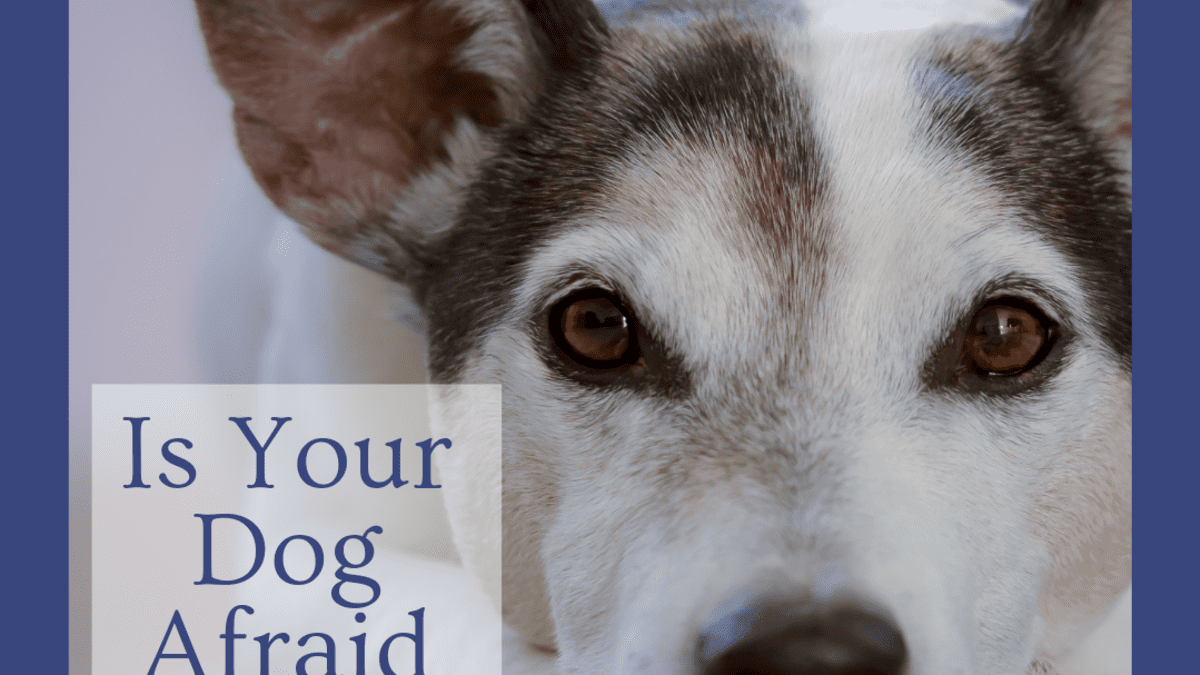 what is a dog afraid of