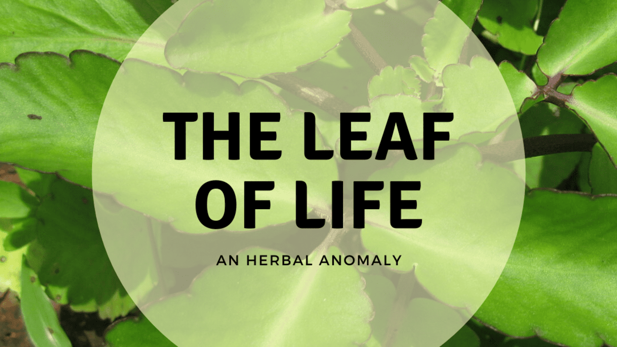 200 Dried Leaves Kalanchoe Pinnata Leaf of Life (Bryophyllum Pinnatum) Tea  Hearbal Healthy Leaves