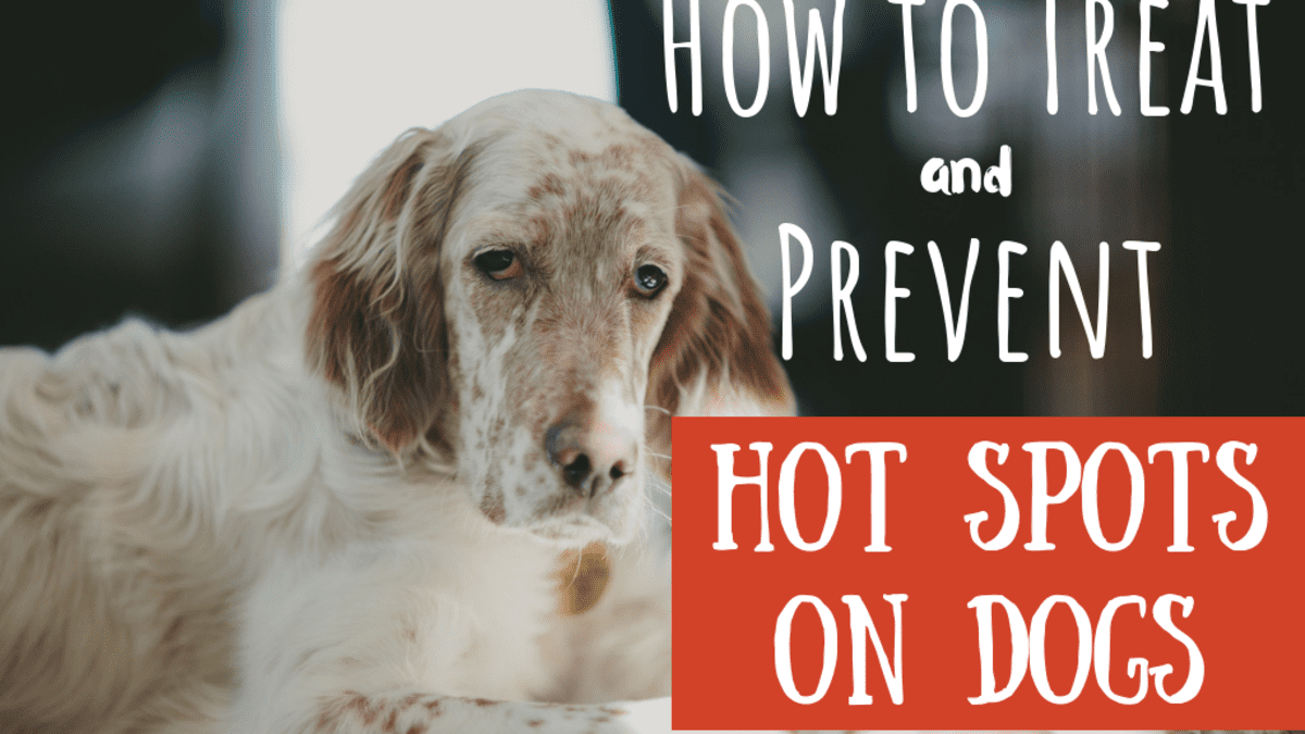How To Treat Your Dog S Hot Spots At Home Without A Vet Pethelpful