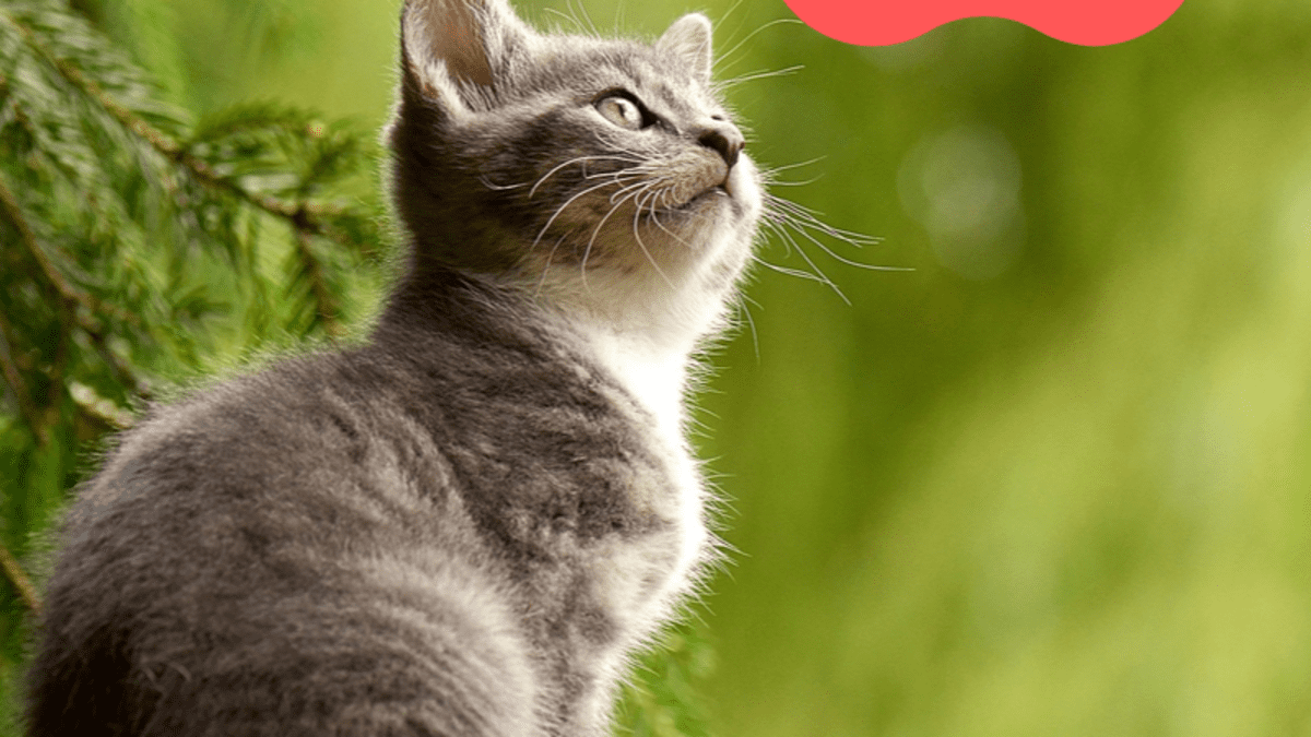 The Pros And Cons Of Owning A Cat Pethelpful