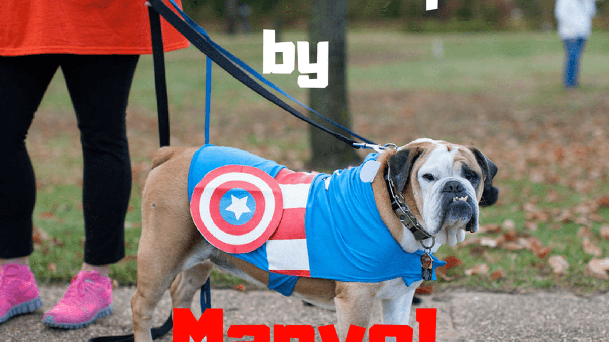 Marvel Names For Dogs And Cats Superhero And Villain Pet Names Pethelpful