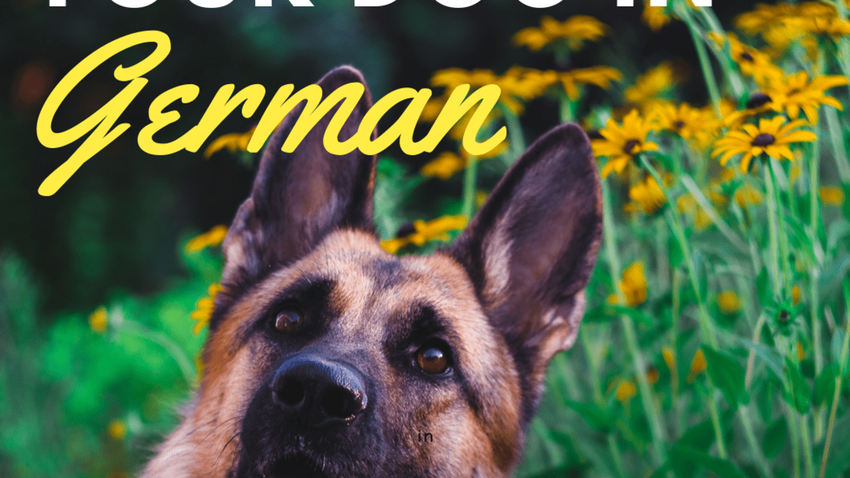 A Guide To Training A Dog German Commands Pethelpful