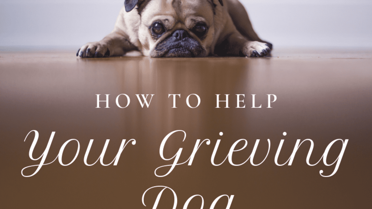 how to help a dog when another dog dies