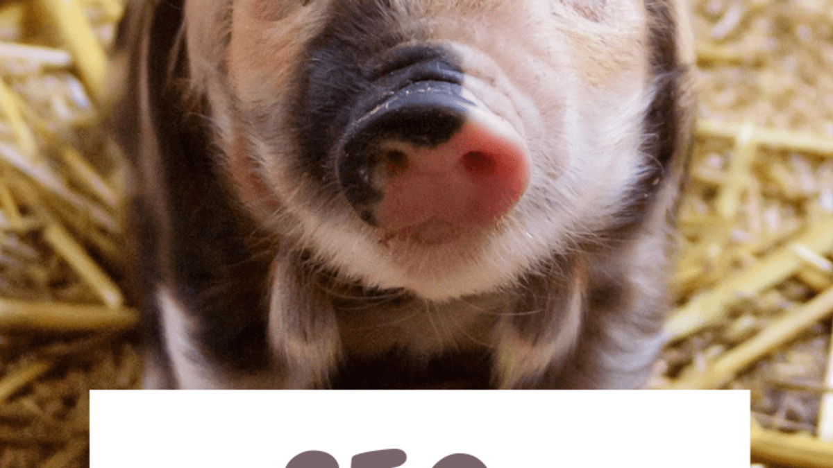 250 Pet Pig Names For Your Little Piglet From Albert To Wally Pethelpful