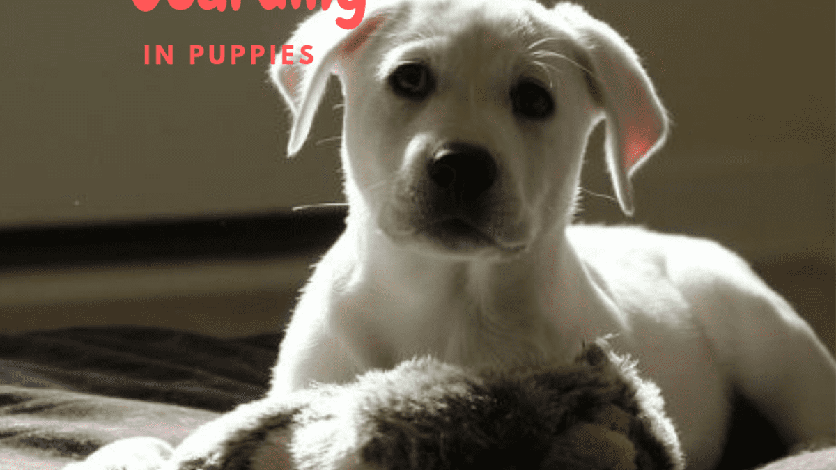 will my puppy outgrow resource guarding