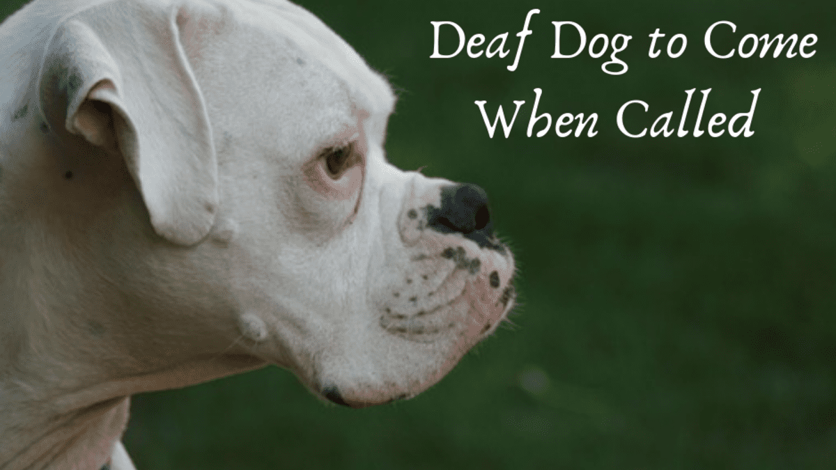 how do you train a deaf puppy