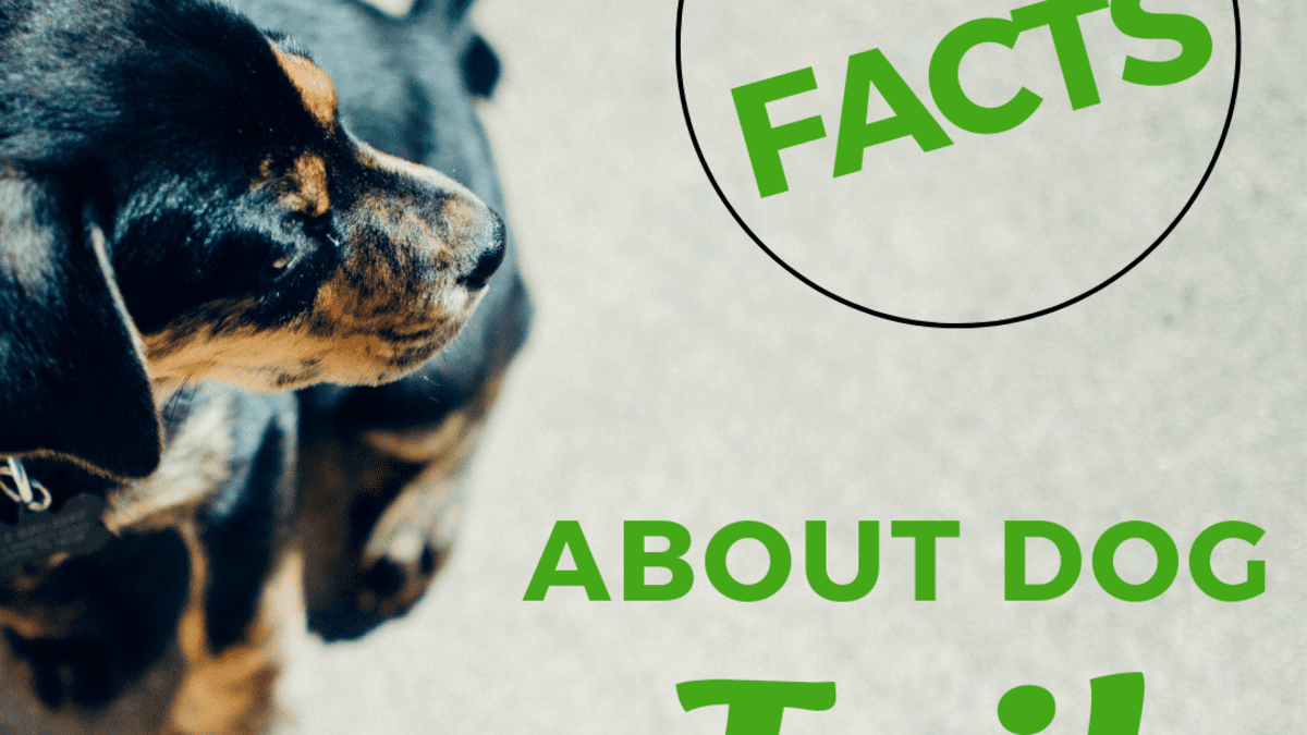 What Is The Purpose Of A Dog Tail