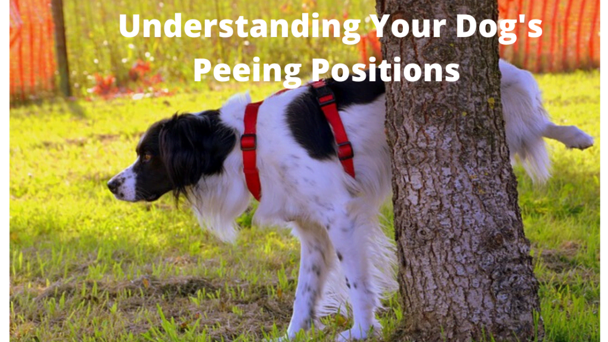 Studies Explain the 12 Dog Peeing Positions - PetHelpful