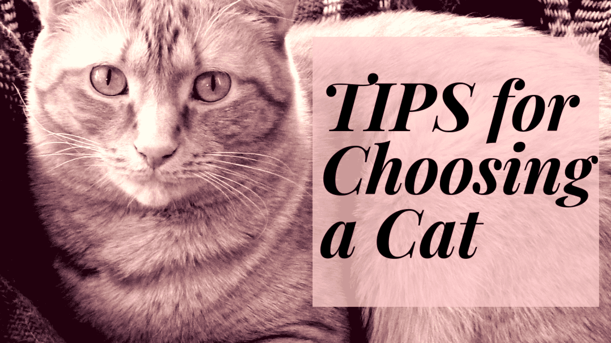 How to Choose a Cat 20 Tips for Finding the Right One for You ...