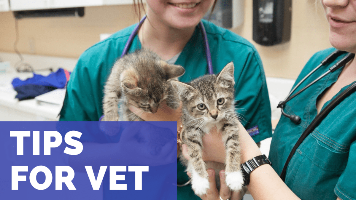 how-to-become-an-rvt-or-licensed-veterinary-technician-pethelpful