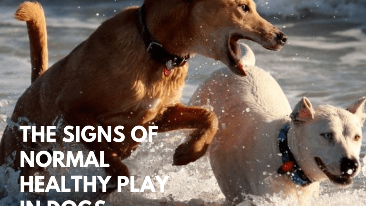 what are the signs of a healthy dog