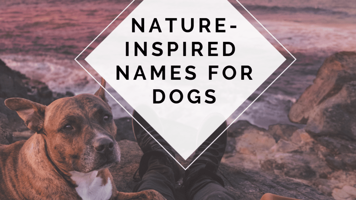 100 Nature Dog Names With Meaning Pethelpful